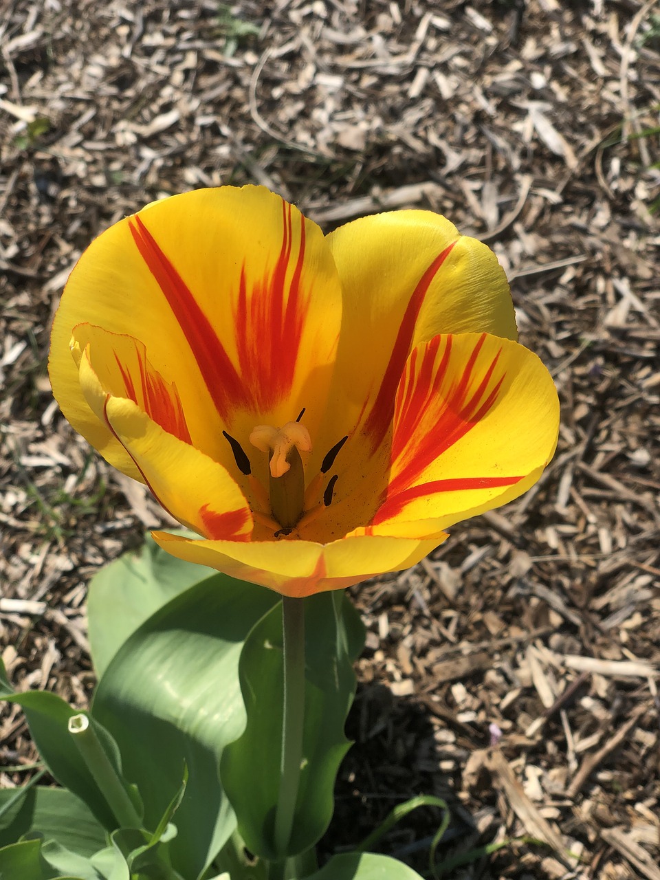 tulip  color  flower free photo