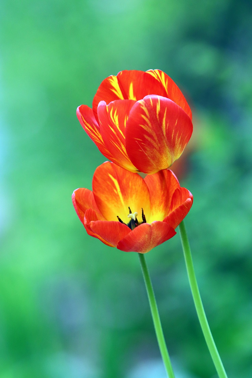 tulip  spring  flowers free photo