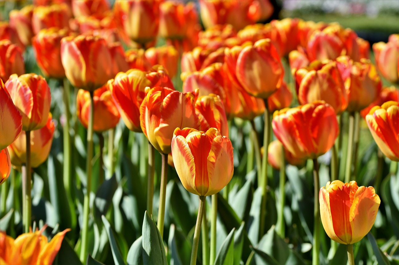 tulip  tulpenbluete  tulip field free photo