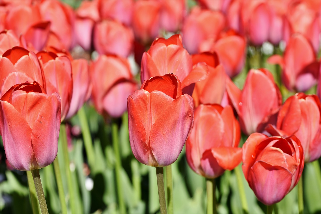 tulip  tulpenbluete  tulip field free photo