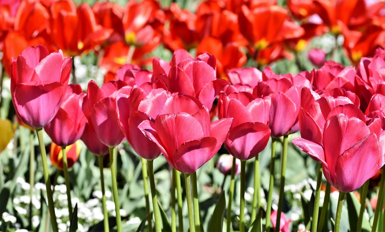 tulip  tulip field  blossom free photo