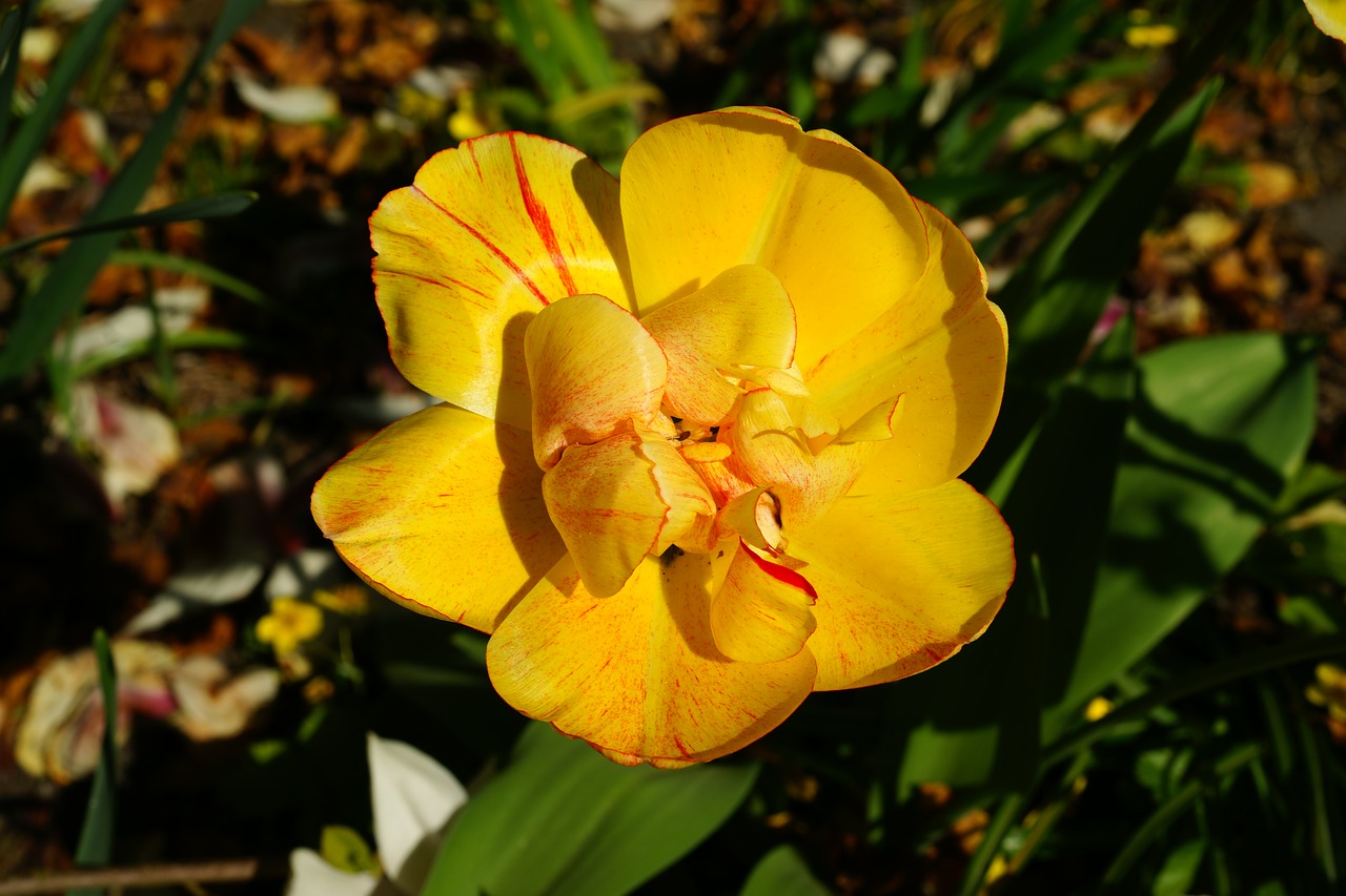 tulip  yellow  spring free photo