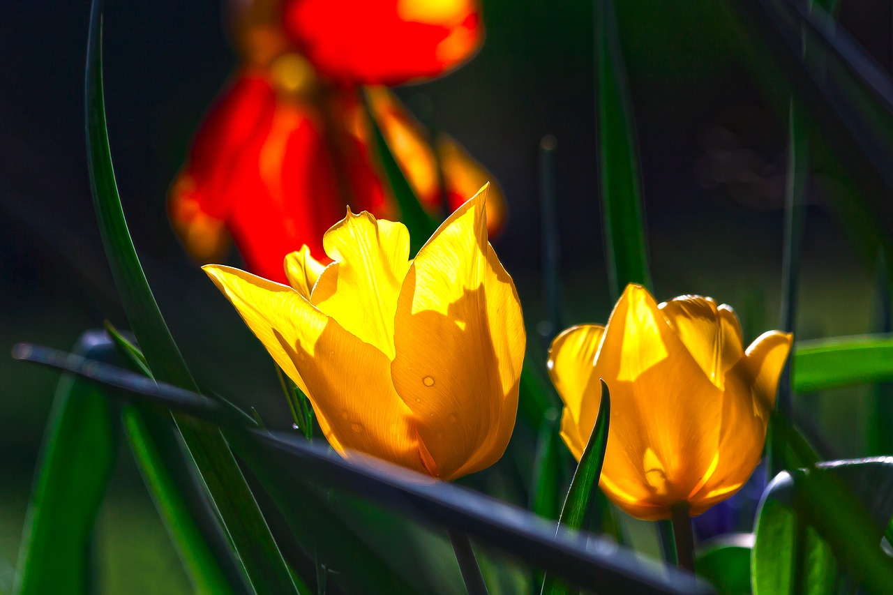 tulip  lilies  spring free photo