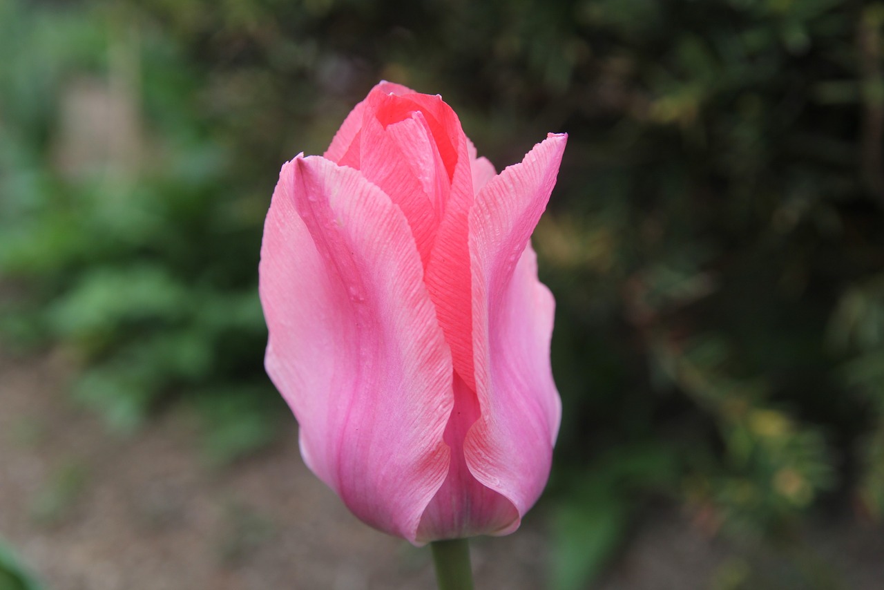 tulip  season  flowers free photo