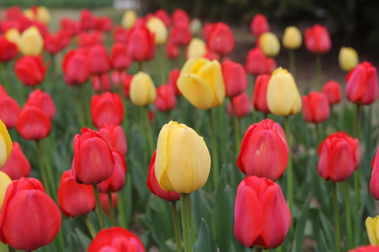 tulip  season  flowers free photo