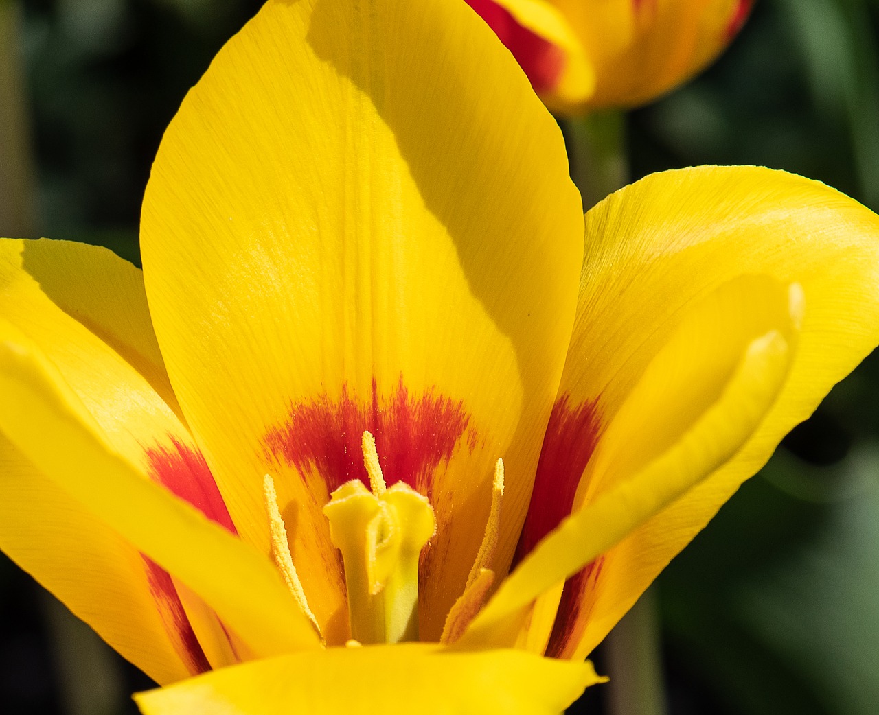 tulip  flower  plant free photo