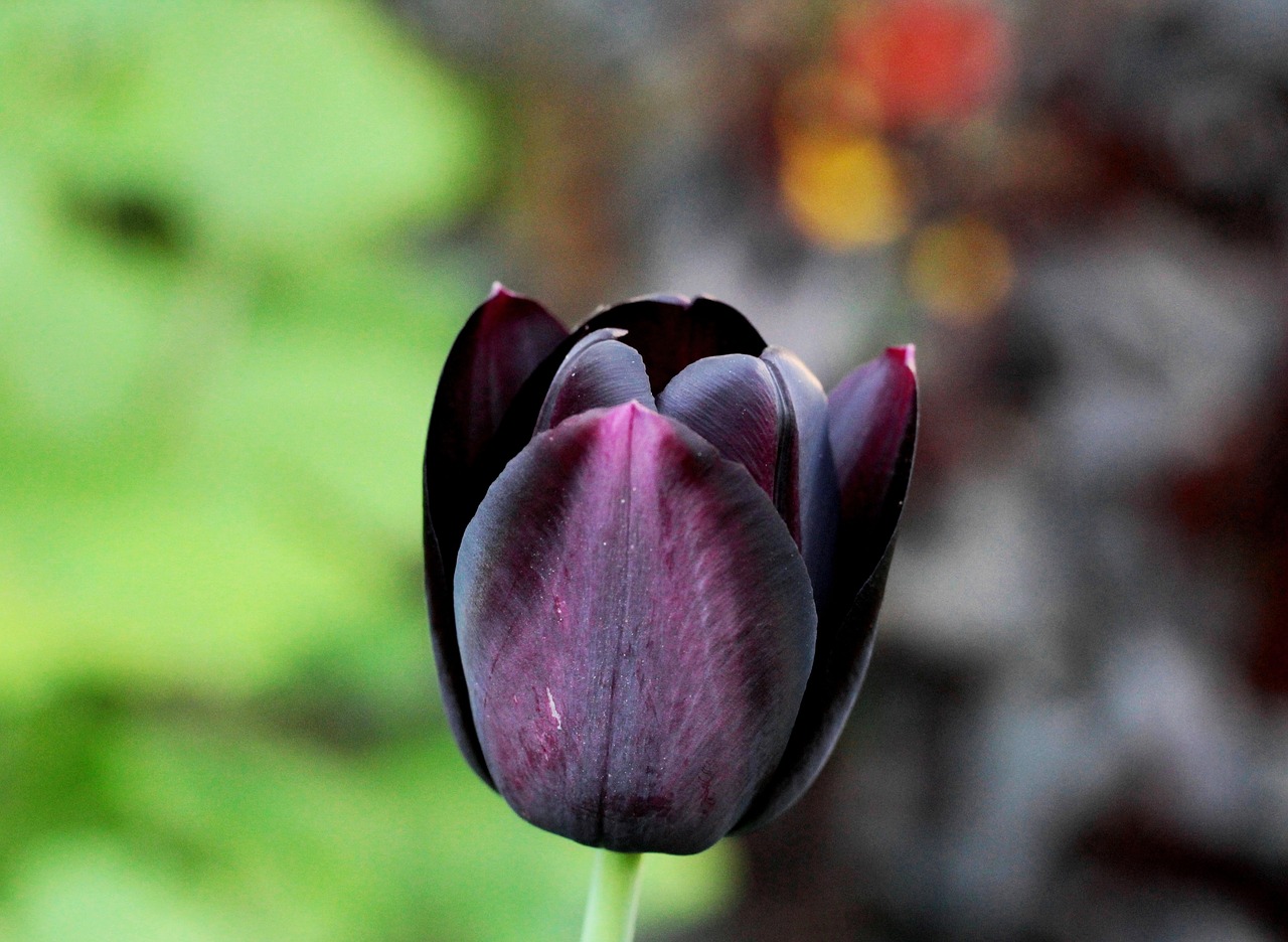 tulip  black  purple free photo