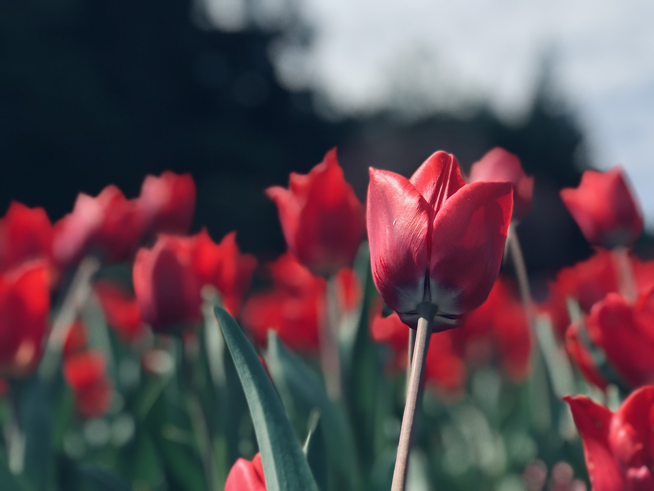 tulip  spring  easter free photo