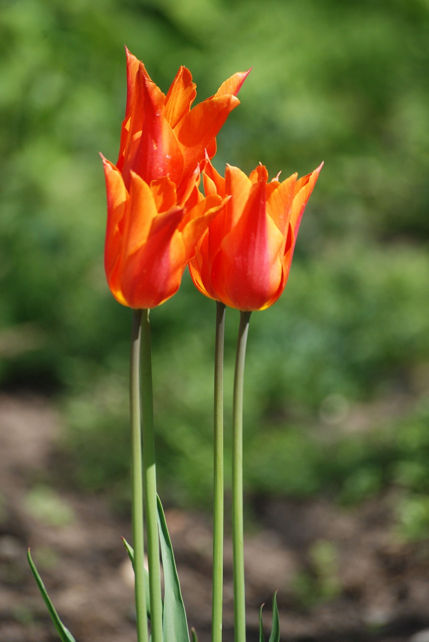 tulip orange flower free photo