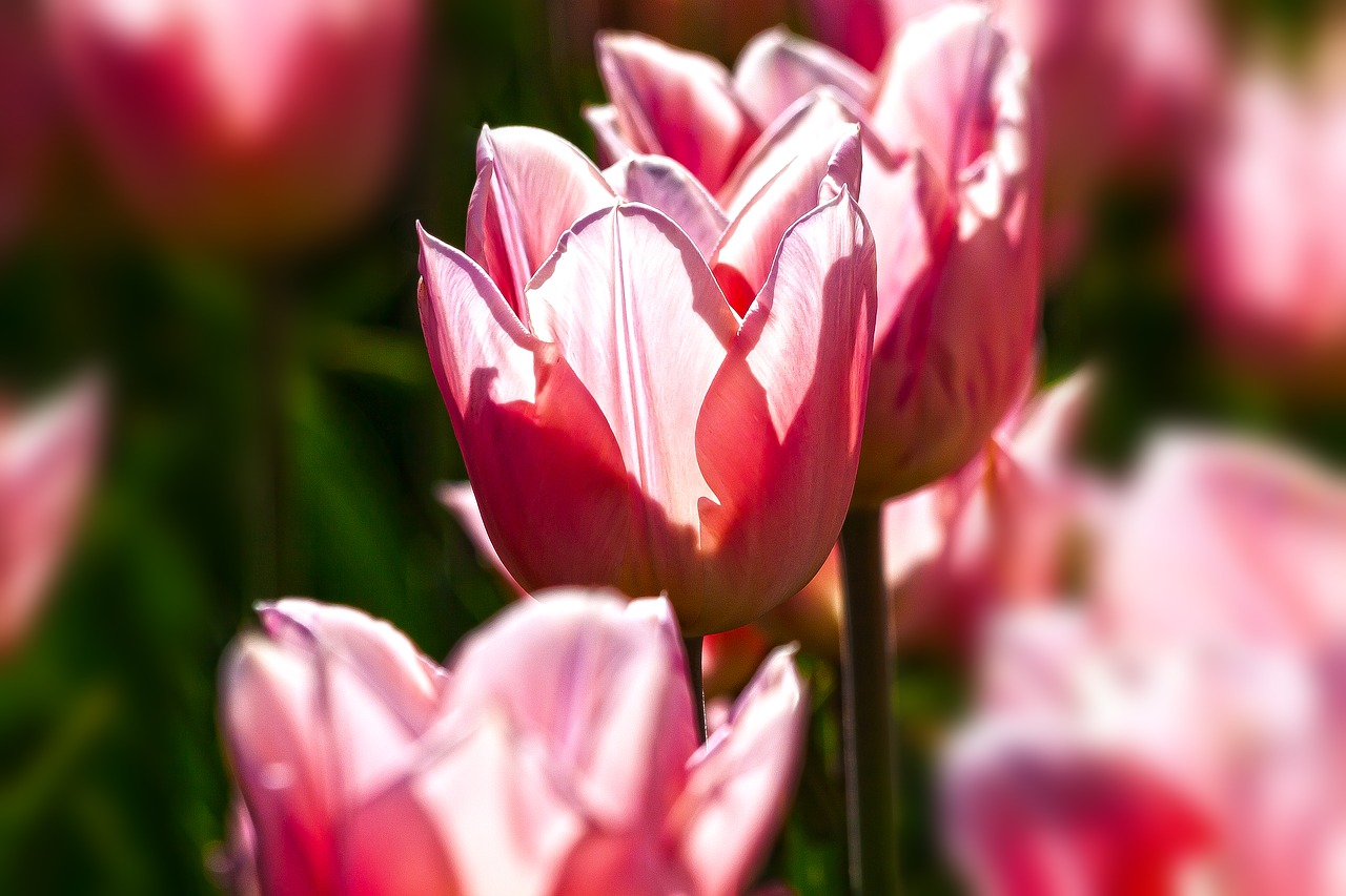 tulip  lilies  spring free photo