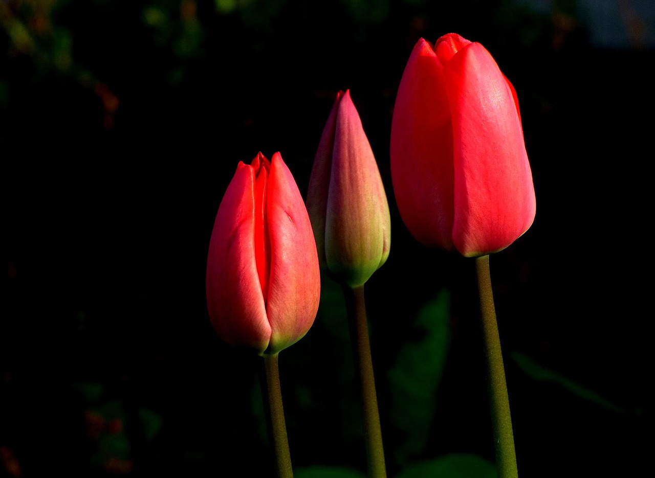 tulip  spring  flower free photo