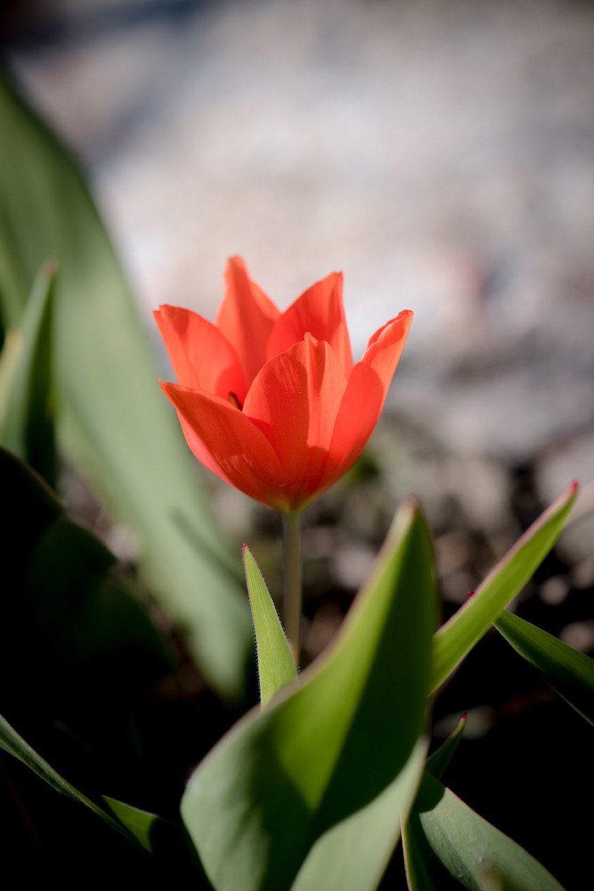 tulip  red  small free photo