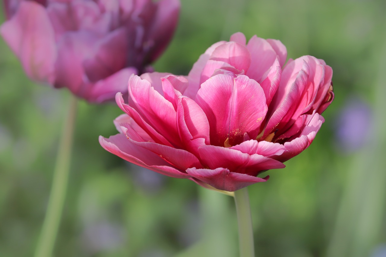 tulip  tulipa  schnittblume free photo
