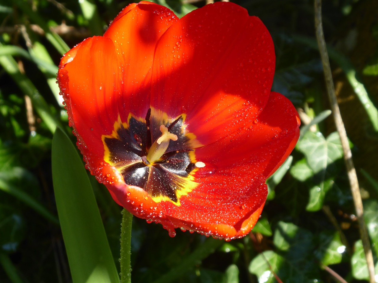 tulip  red  stamens free photo