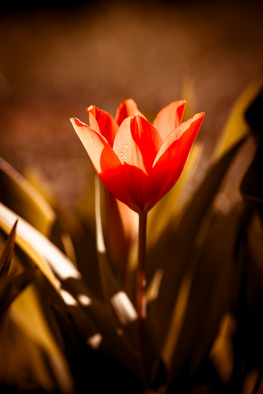 tulip  flower  blossom free photo