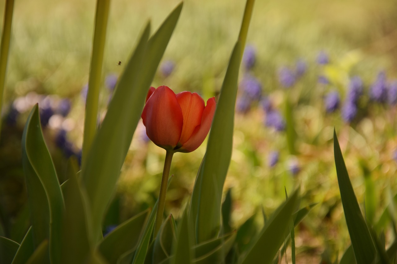 tulip  red  green free photo