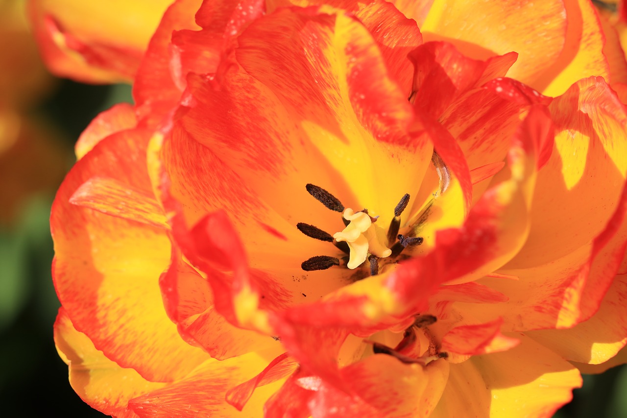 tulip  flower  orange free photo