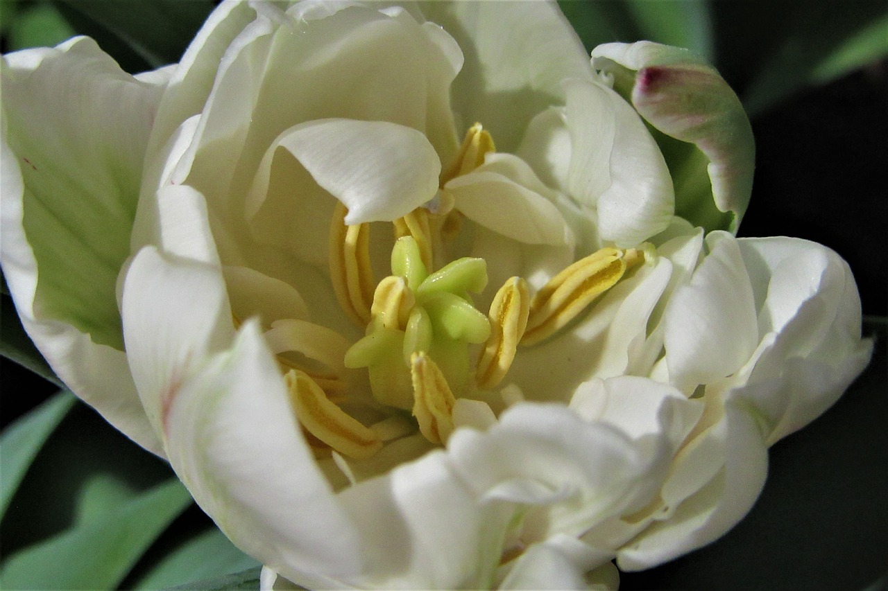 tulip  pollen  pestle free photo