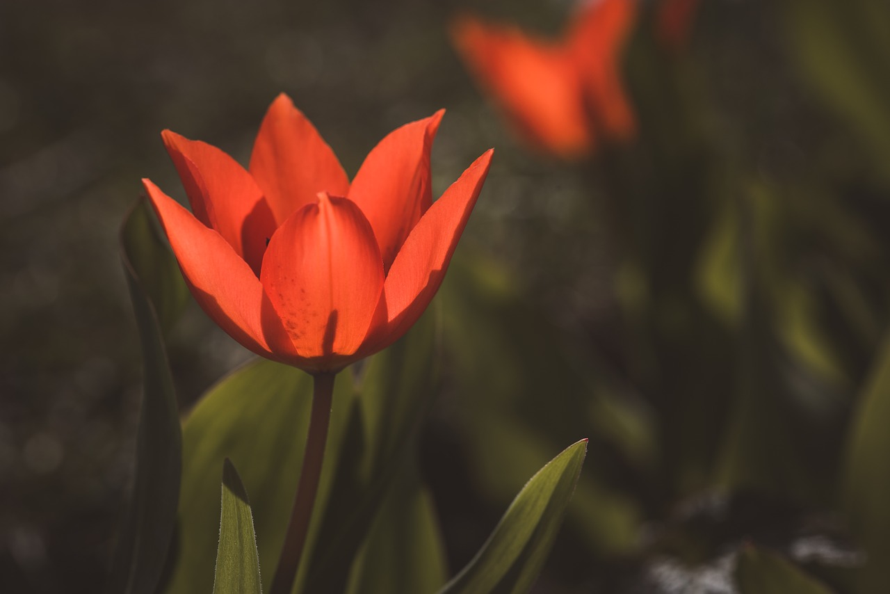 tulip  small flower  red free photo