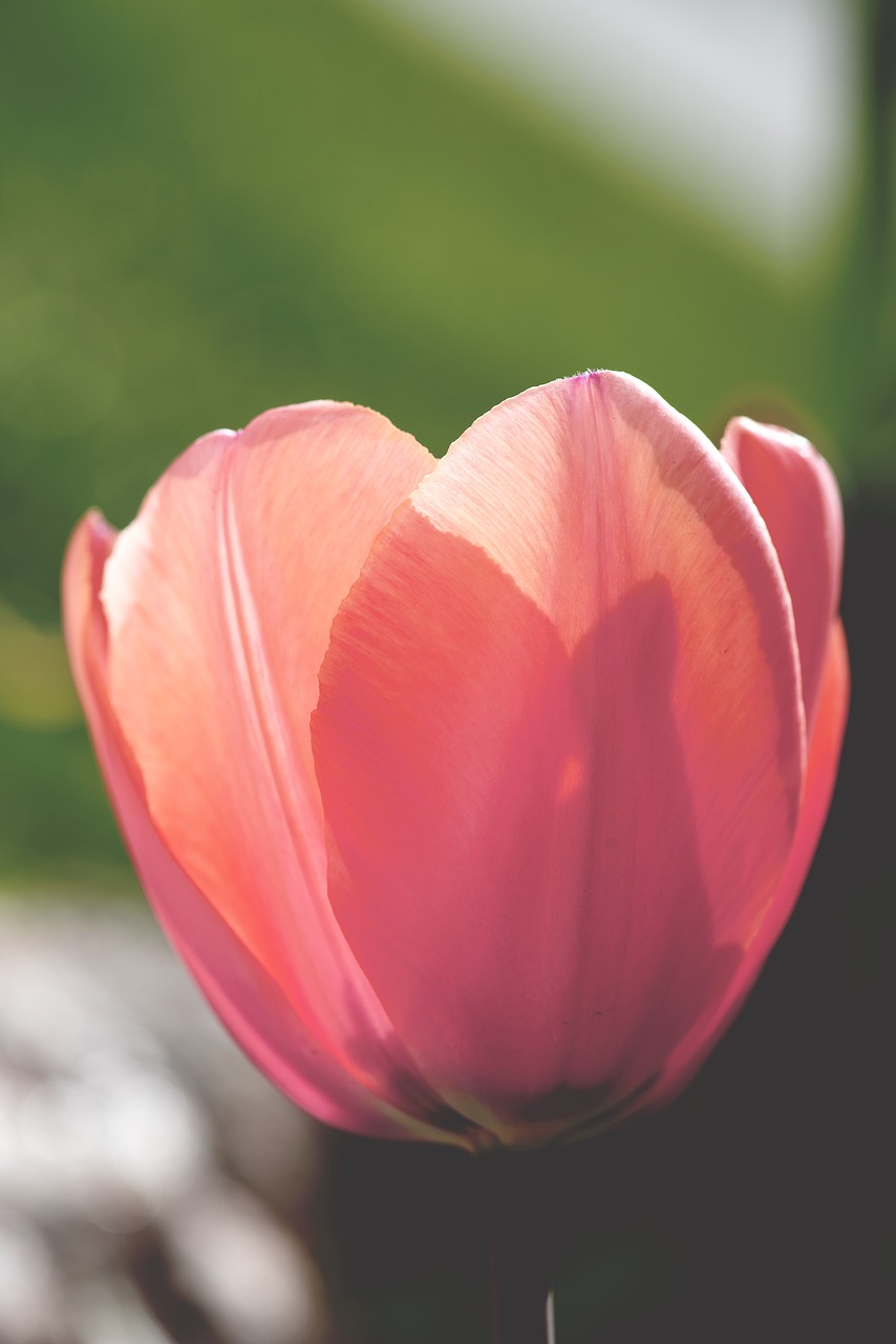 tulip  blossom  bloom free photo