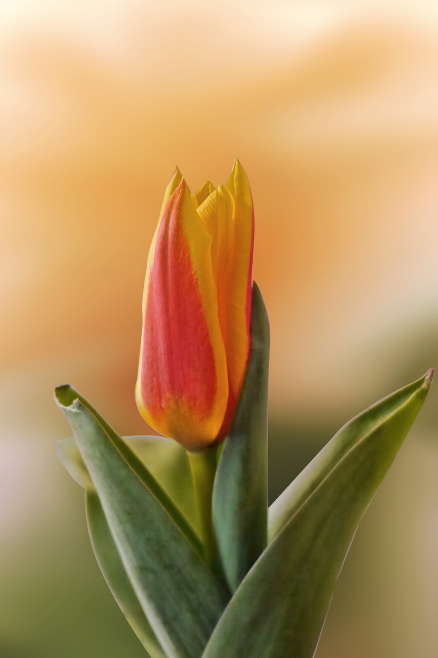 tulip  flower  blossom free photo