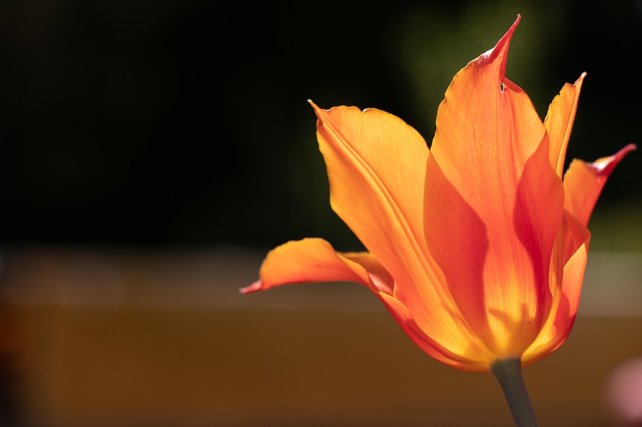 tulip  flower  spring free photo