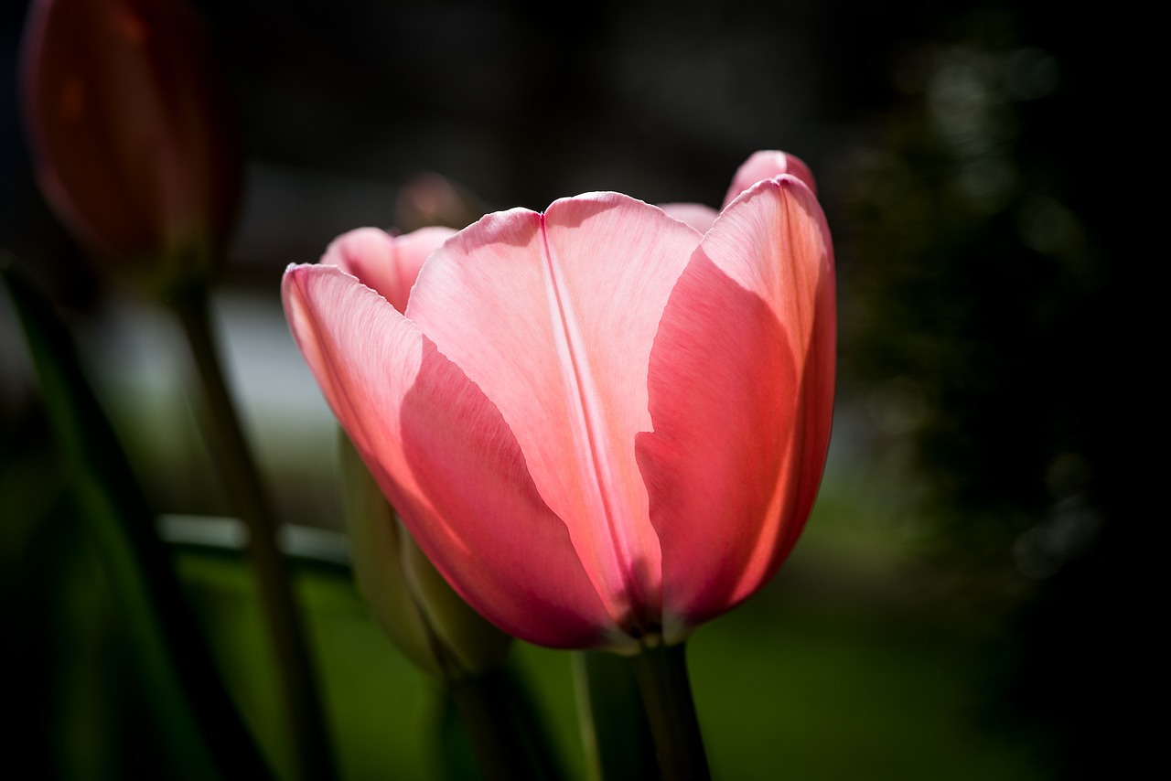 tulip  flower  spring free photo