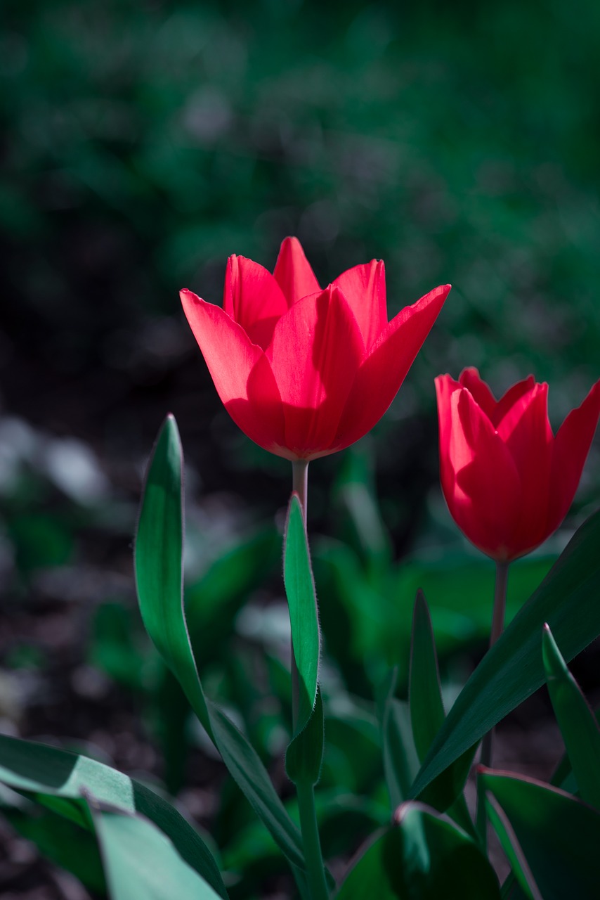 tulip  red  flowers free photo