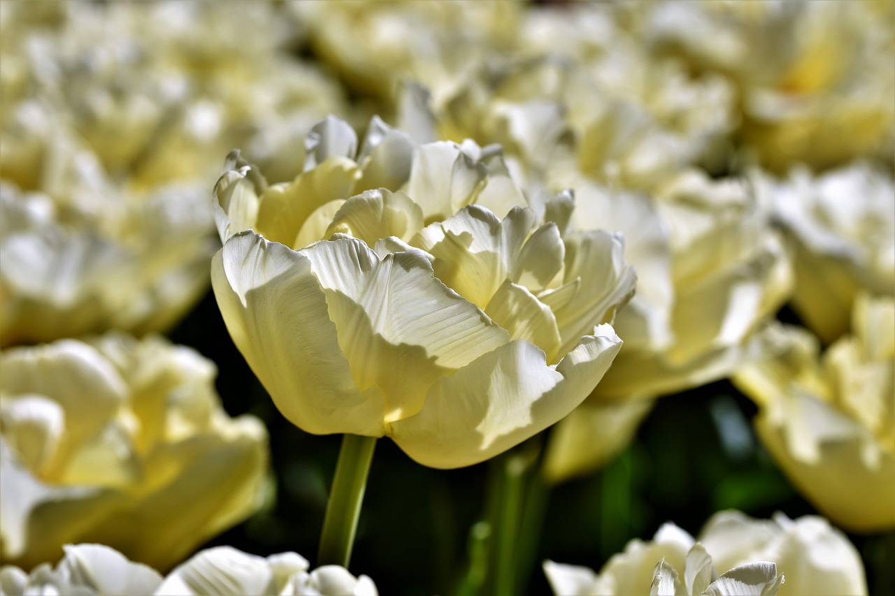 tulip  tulpenbluete  tulip field free photo