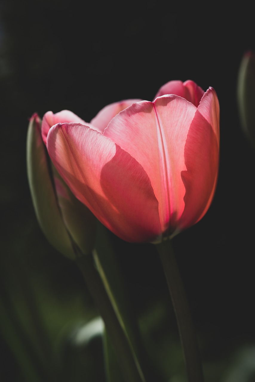 tulip  flower  red free photo