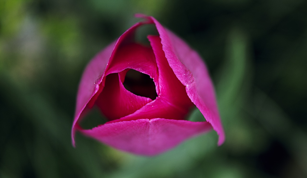 tulip  pink  flower free photo