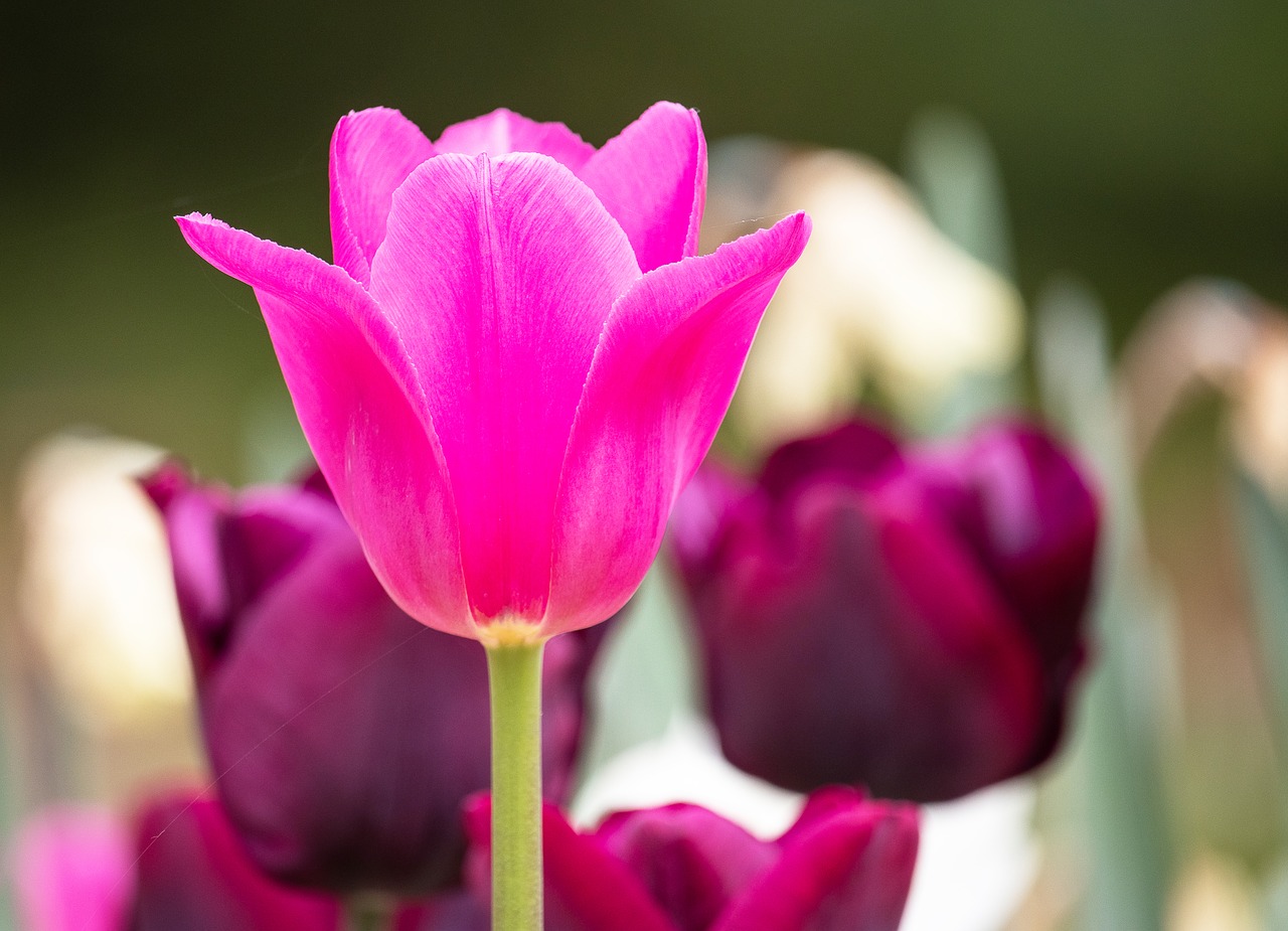 tulip  flower  plant free photo