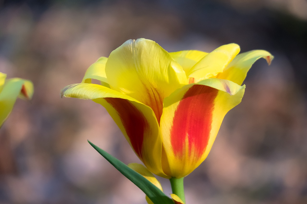 tulip  blossom  bloom free photo