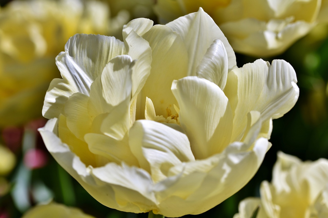 tulip  tulpenbluete  tulip field free photo