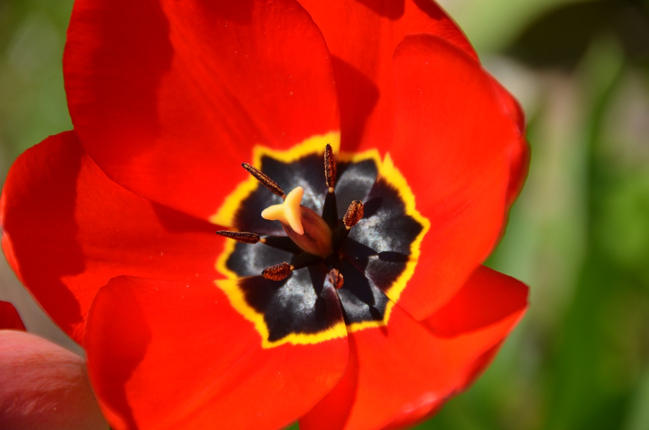 tulip  blossom  bloom free photo