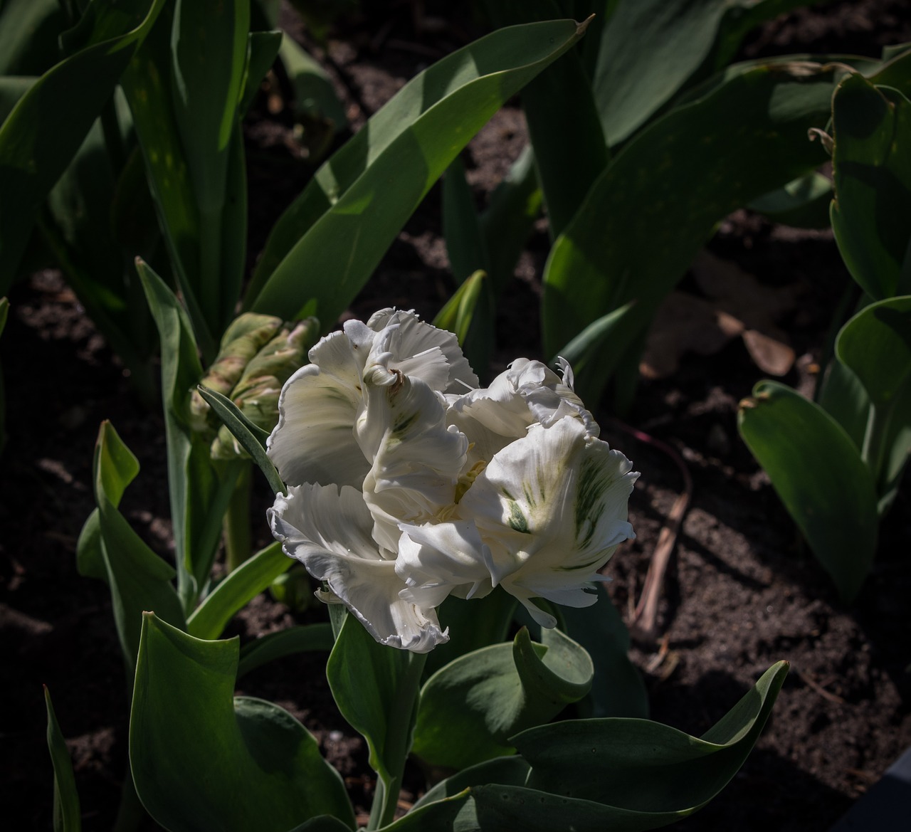 tulip  flower  spring free photo