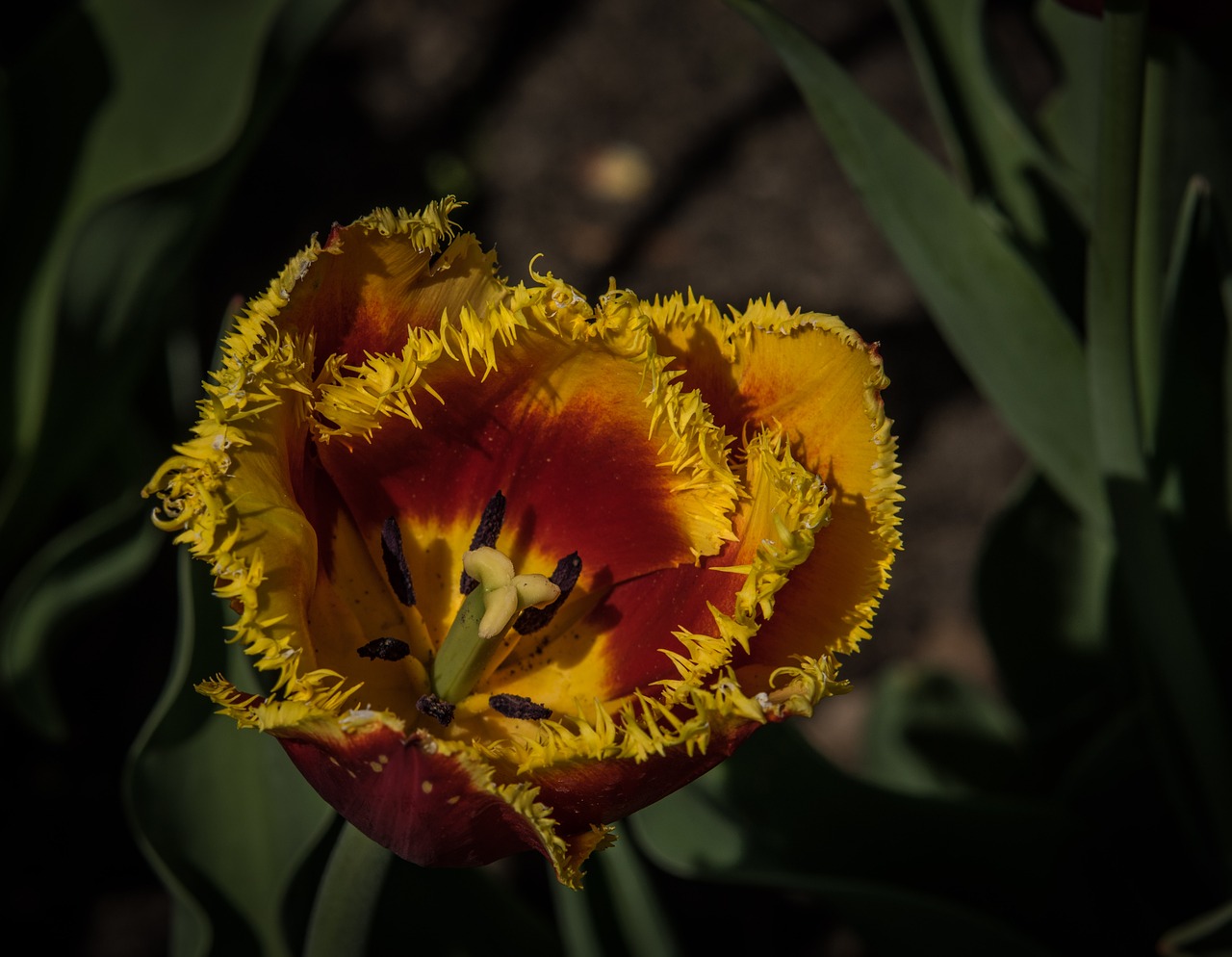 tulip  flower  spring free photo