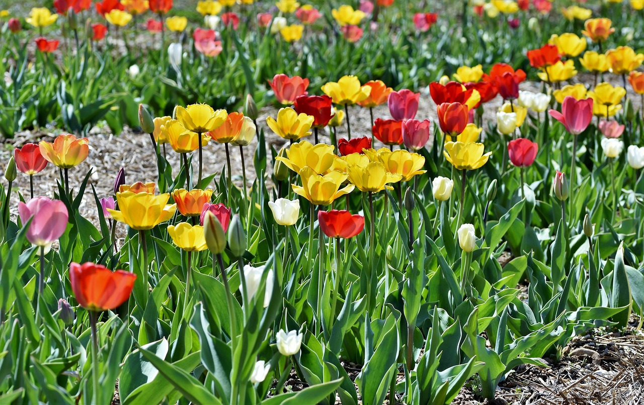 tulip  tulip field  flourished free photo