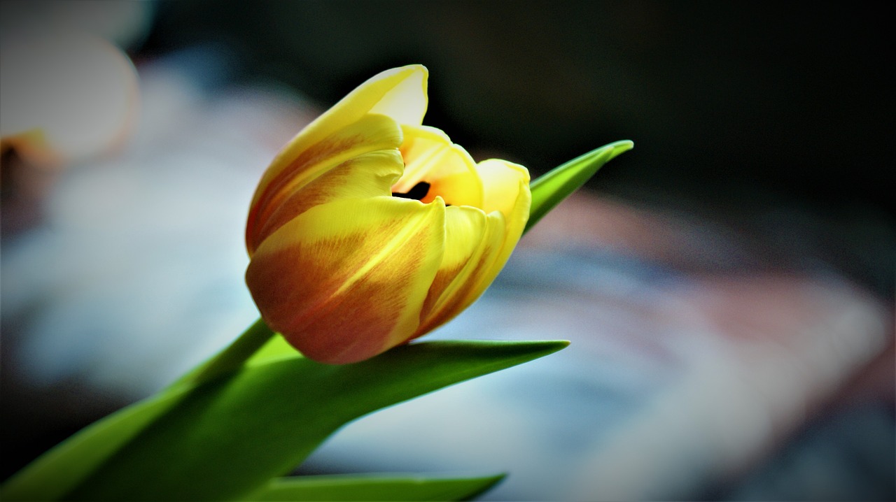 tulip  tulips  spring free photo