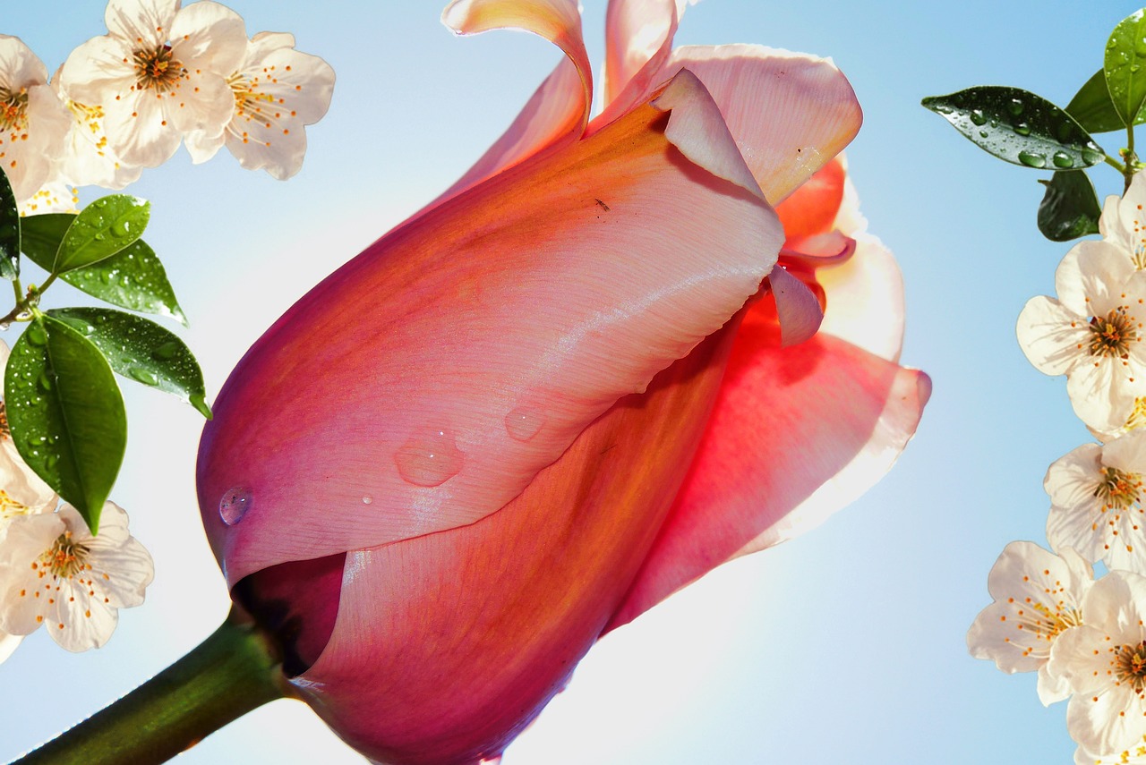 tulip  flowers  spring free photo