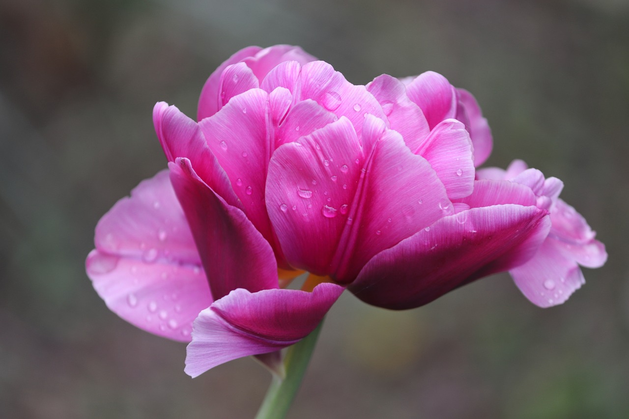 tulip  pink  tulpenbluete free photo