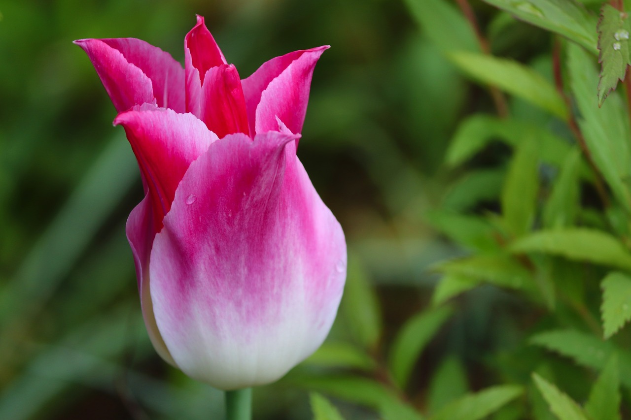 tulip  pink  white free photo