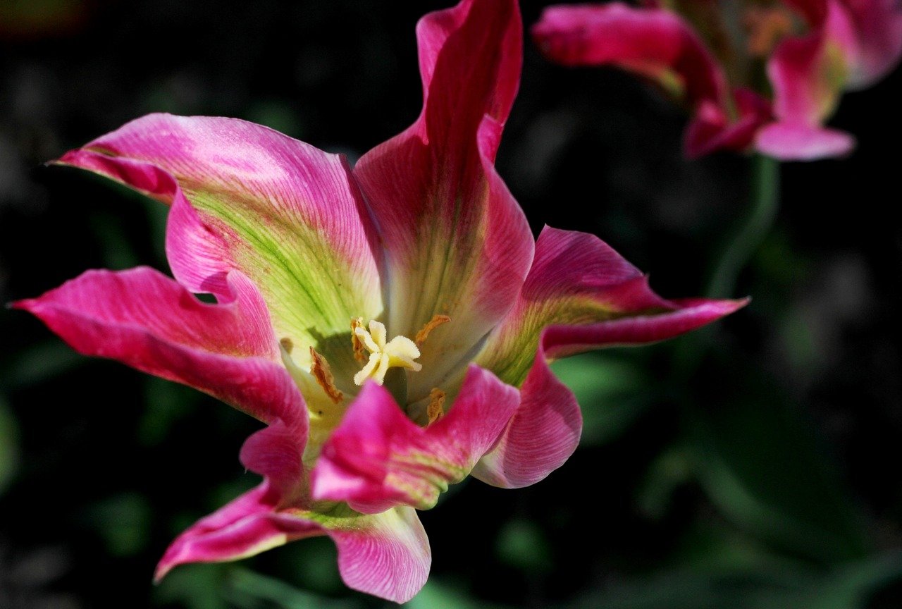 tulip  pink  green free photo
