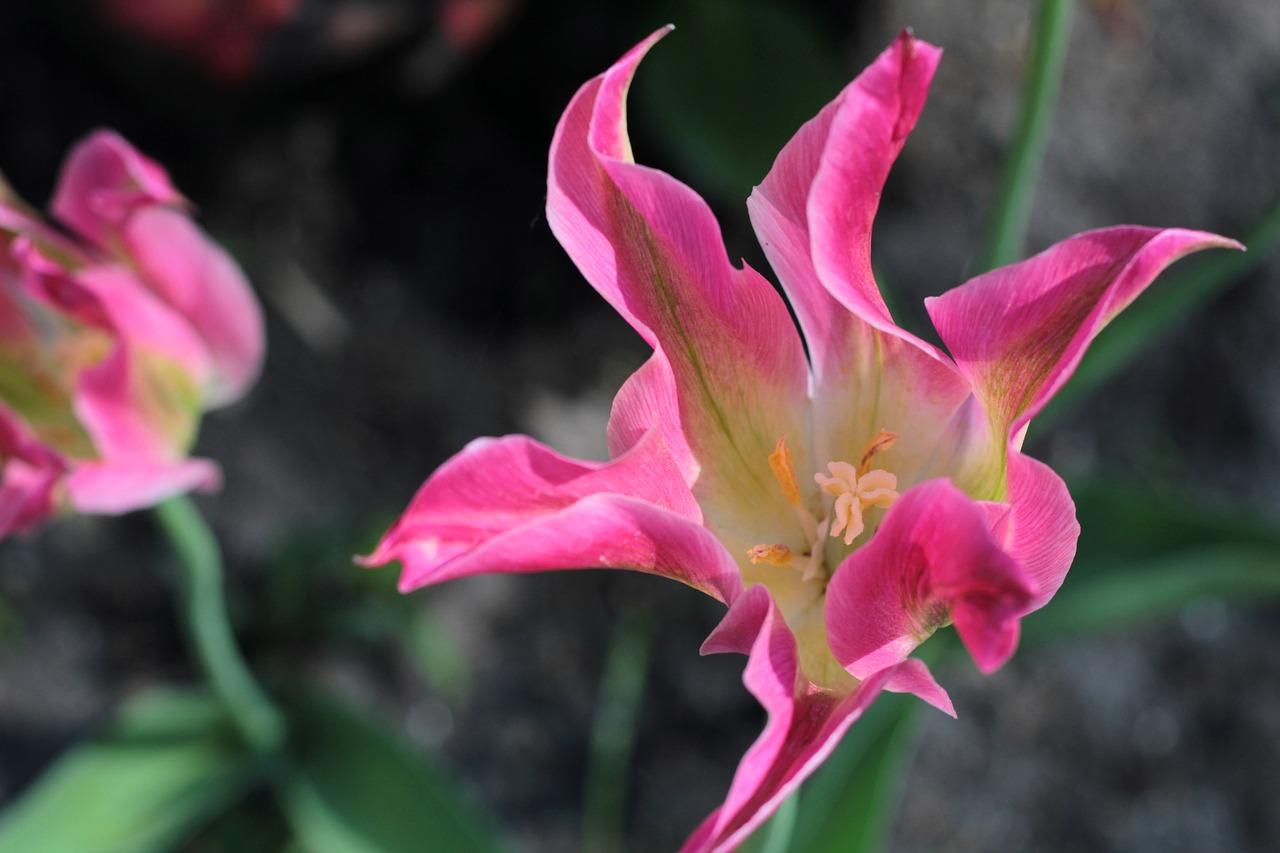 tulip  flower  pink free photo