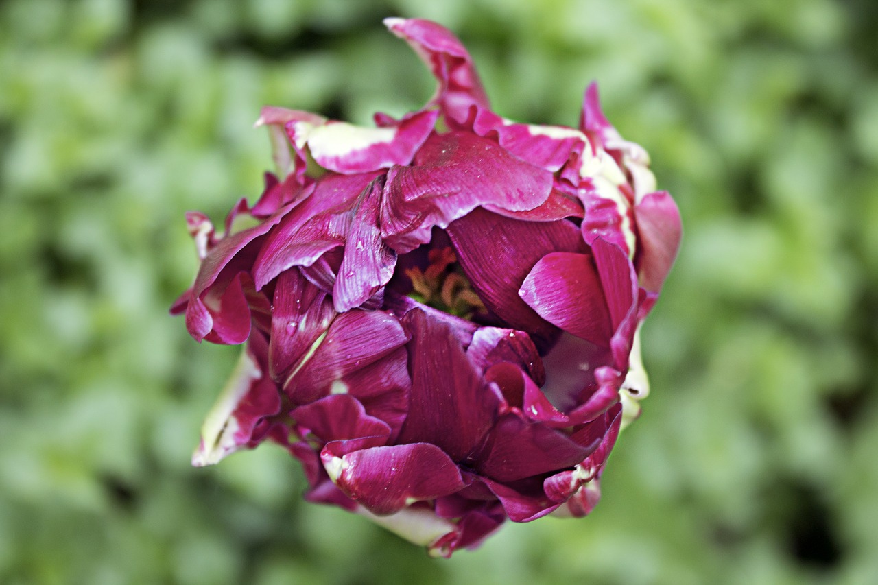 tulip  breeding  violet free photo