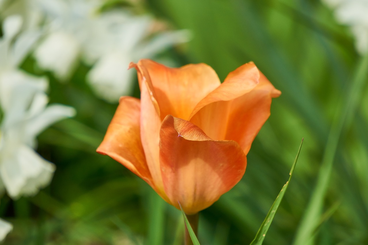 tulip  blossom  bloom free photo