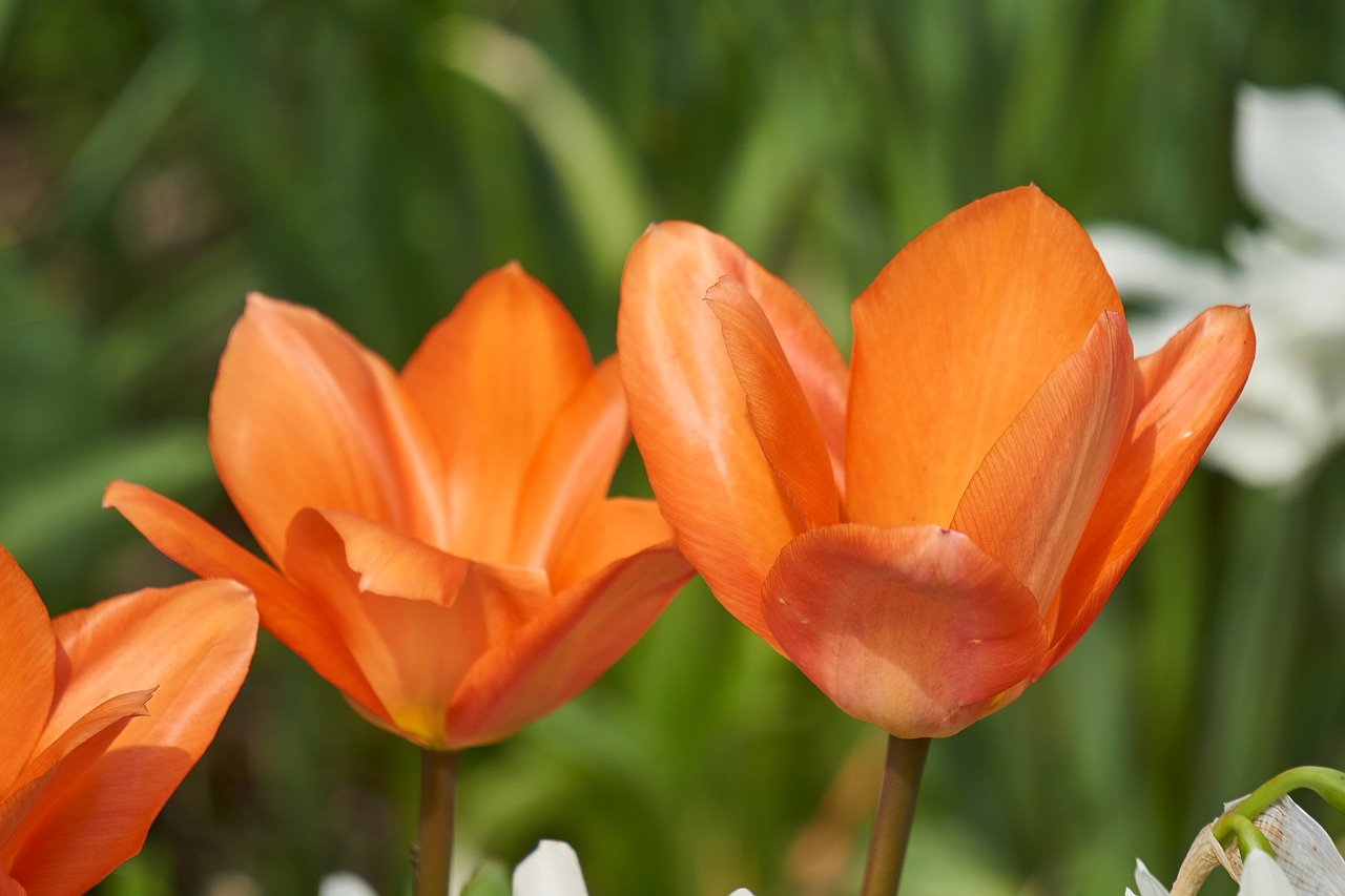 tulip  blossom  bloom free photo