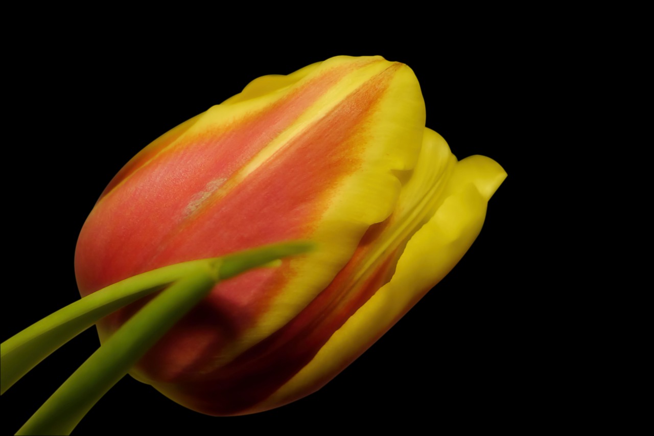 tulip  flower  blossom free photo