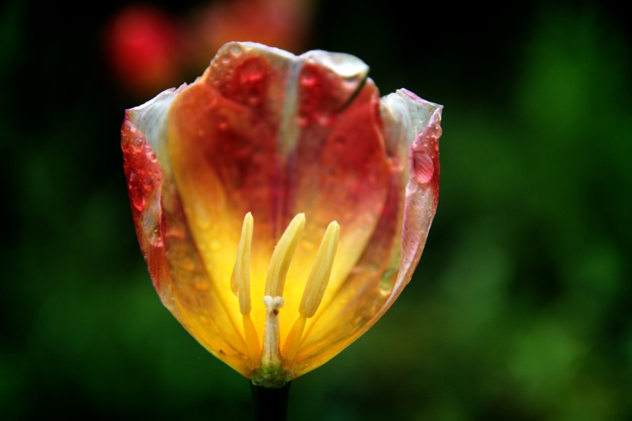 tulip  raindrops  petal free photo