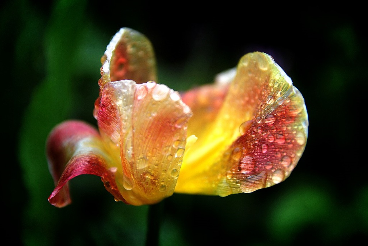 tulip  raindrops  petal free photo